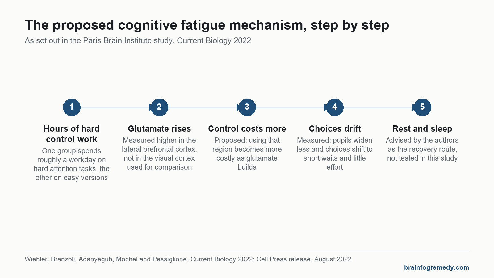 Timeline of the proposed cognitive fatigue mechanism from hard mental work to glutamate build up and easier choices.